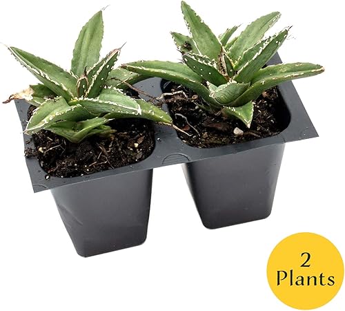 Miniatura 4 de 2 agave King Ferdinand en cubos de vivero de 2.5 pulgadas (Agave ferdinandi-Regis)  Suculenta de hoja perenne para xeriscaping, jardines de rocas y