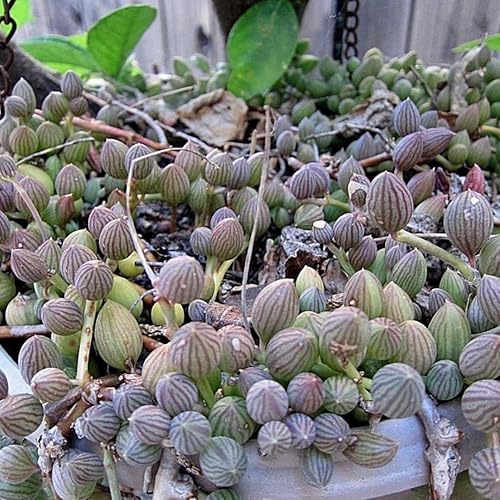 Miniatura 3 de Cadena de perlas abigarradas plantas vivas, suculentas fáciles de arrastrar para interiores en maceta de 4 pulgadas, plantas suculentas colgantes