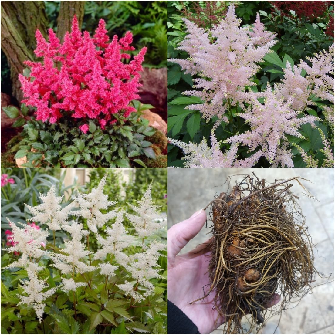 Astilbe Japonica Mix X 3 Bare Root Plants