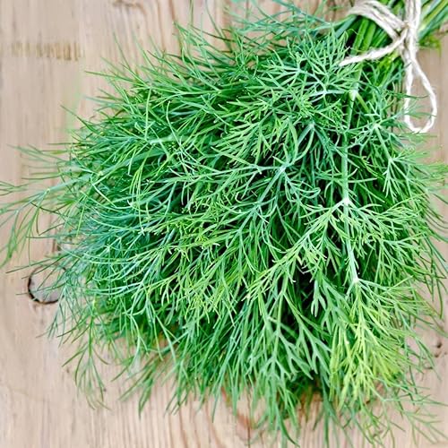 Miniatura 4 de Semillas Mammoth Long Island Eneldo para plantar, variedad para decapado No OGM Heirloom 2000 Semillas