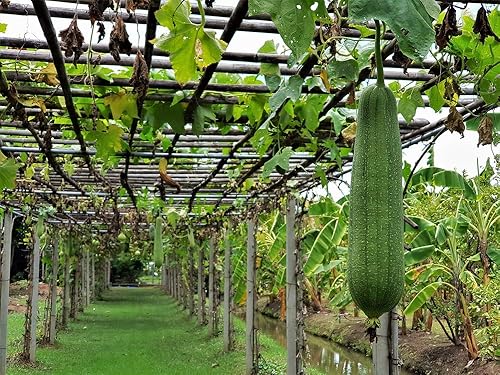 Miniatura 2 de Luffa - Semillas de calabaza - 20 semillas - Calabaza Luffa Spounge, vegetal exótico, fácil de cultivar