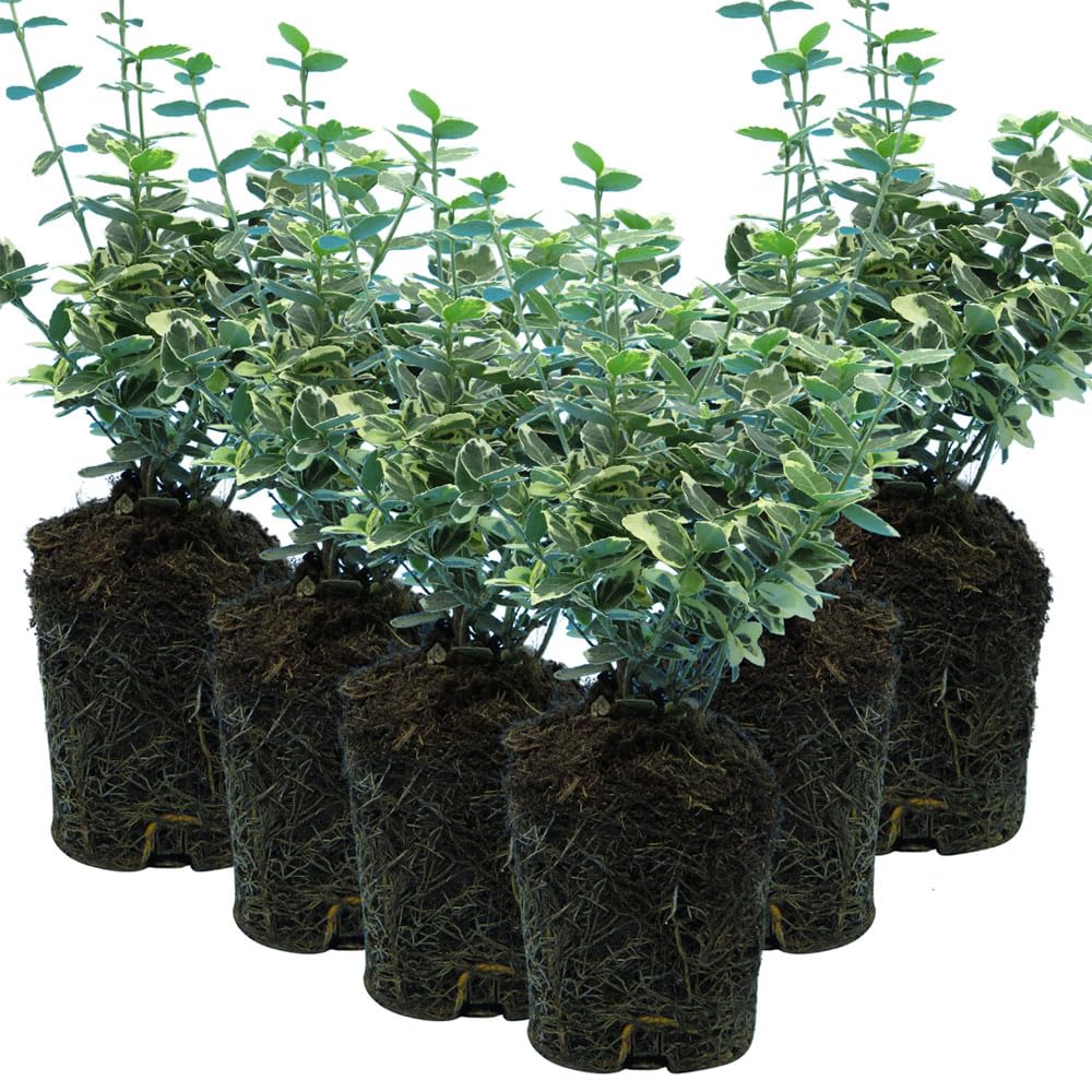 6 Euonymus Emerald Gaiety Plants – Evergreen Variegated Shrubs for Borders, Containers, Low Hedges, Ready to Plant Garden Plants