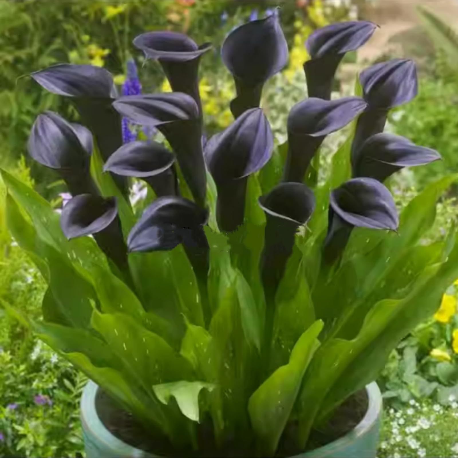 Calla Lily Bulbs - Hardy Perennial Flower Bulbs for Garden, Professional Planting with Brilliant Blooms, Easy to Grow, Outdoor Cottage Garden Displays-2 Bulbs-B