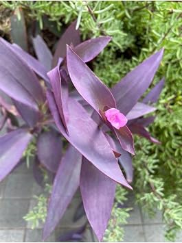 Videolu Mor Telgraf Çiçeği 1 Adet Saksılı/Tüplü 10-20Cm İç Mekan Bitkisi (Tradescantia Pallida)