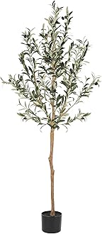 Olive tree