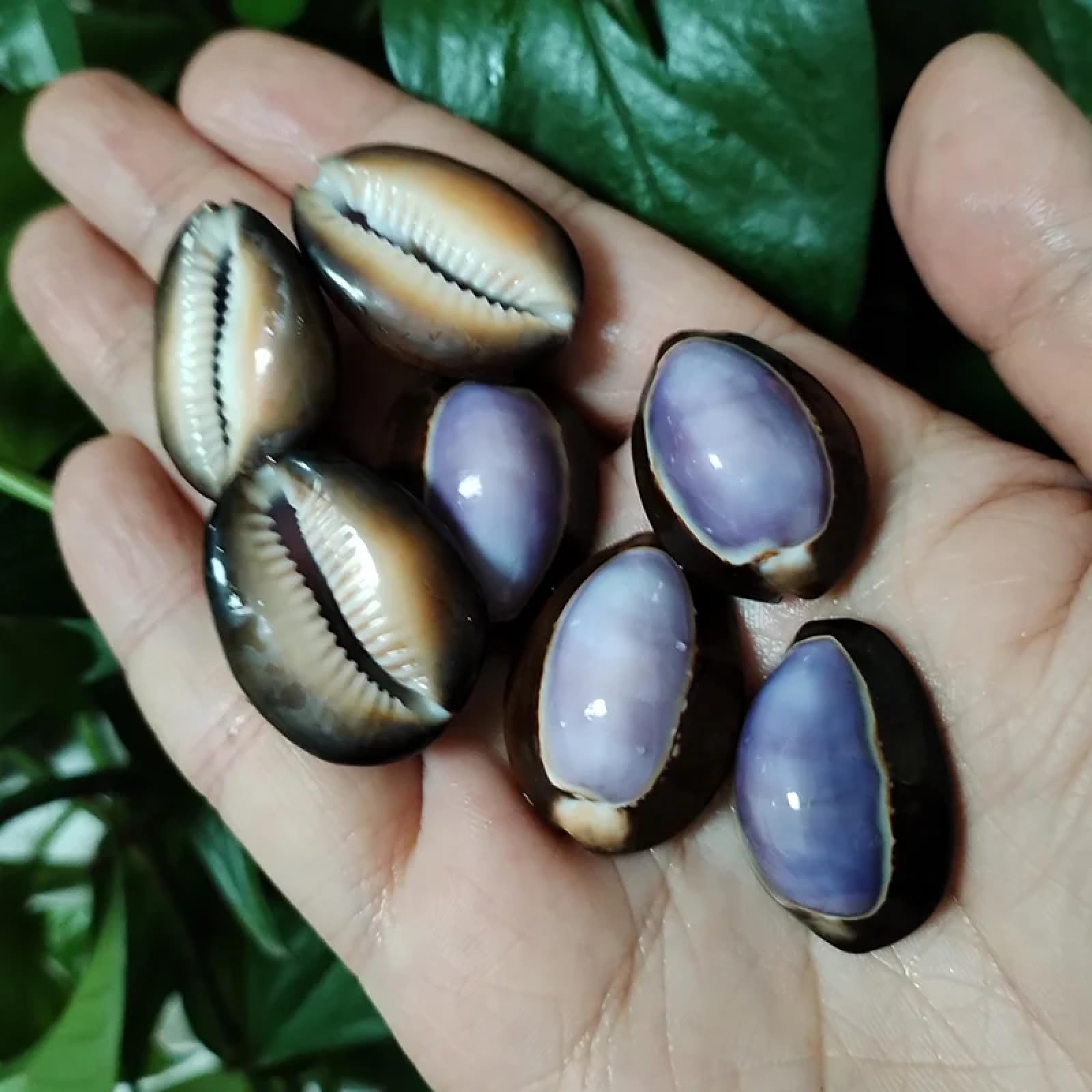 Conchiglie per decorazione, 10 pezzi, 2-3 cm, viola, conchiglie di ciprea, naturale, viola, conchiglie, conchiglie, gioielli, ciondoli, decorazione per la casa e la spiaggia