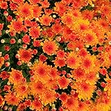 Orange Chrysanthemum Plant, Set 2 Orange Mums Plants Live, Hardy Perennial Mum Live Plant, 3 to 6 Inch Tall Garden Mum Starter Plants for Garden Beds, Containers, Vibrant Fall Blooms, No Pot