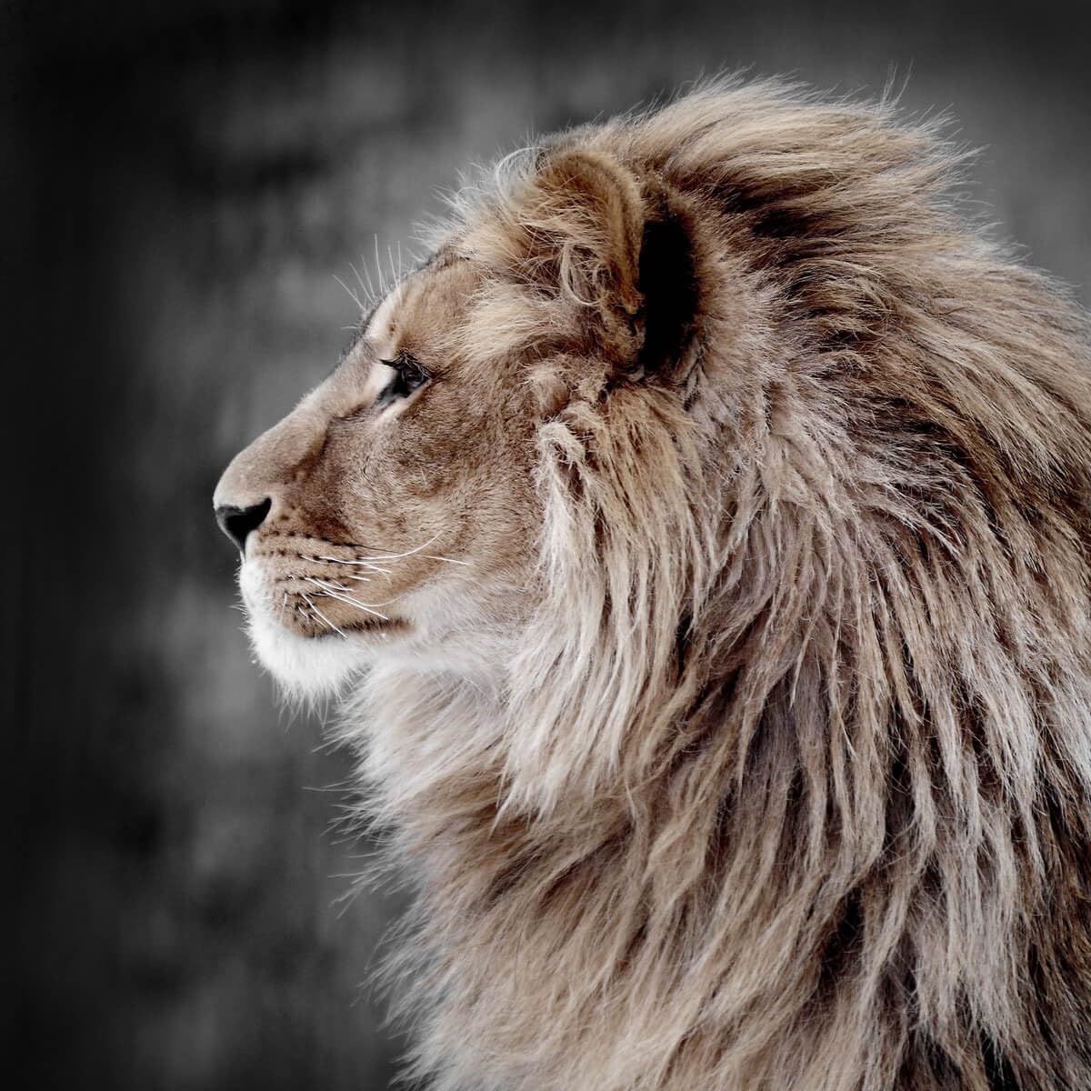 Ceanothe Tableau sur verre lion de profil 30x30 cm - Impression Image Haute Définition Pour Décoration Murale avec Finition Brillante Fabriqué en France