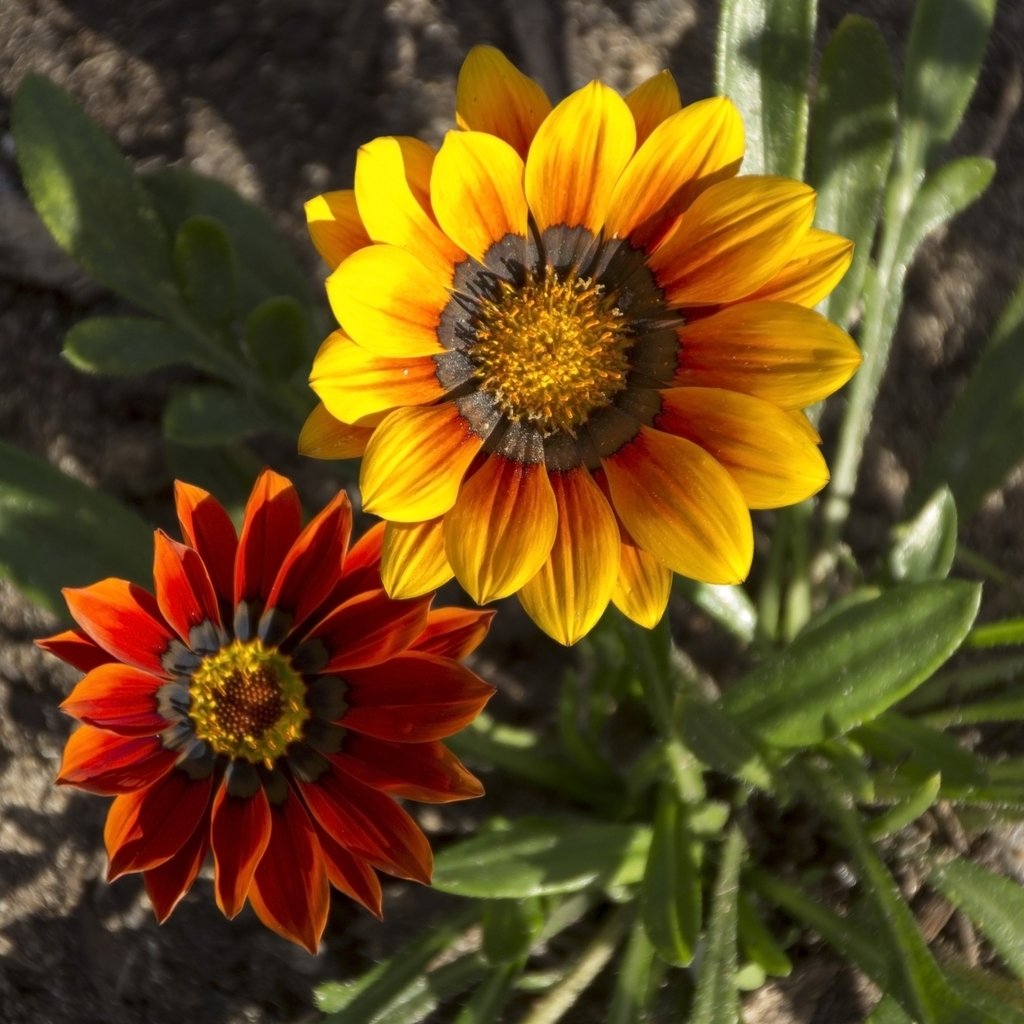 - Perennial Flowers, Gazania - Splendens Mixed, FP-GAZ-01, 15 Seeds Minimum Per Packet.
