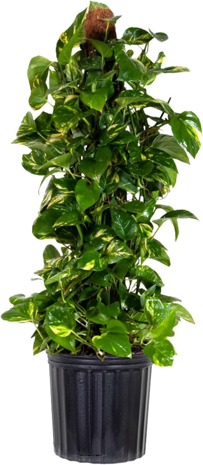Golden Pothos Totem Live Plant by United Nursery, 32–38 inches Tall in 10 inch Plant Pot, Trailing Plant Live, Easy Care Air Purifier House Plant for Office and Home Decor