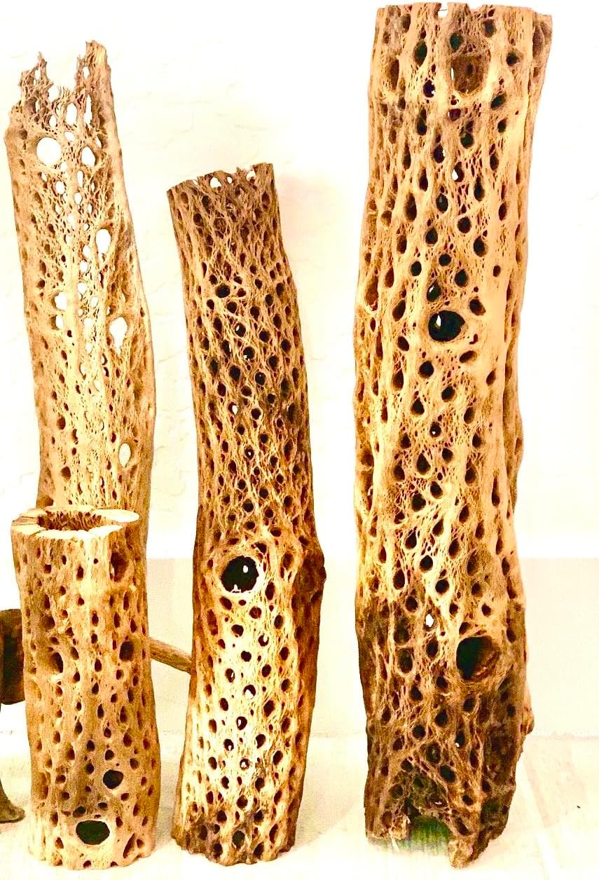 Cholla Cactus Wood in Various Lengths (20")