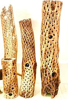 Cholla Cactus Wood in Various Lengths (12")