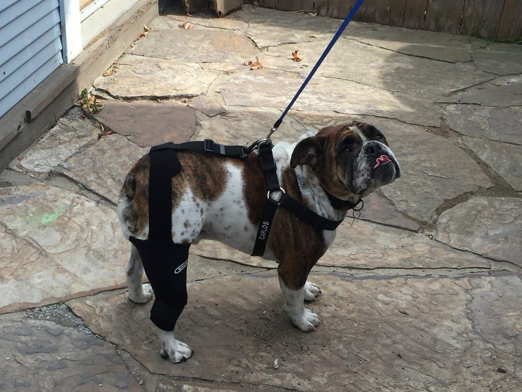 dog knee brace amazon
