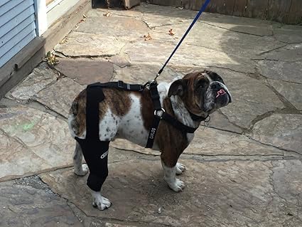 knee support for small dogs