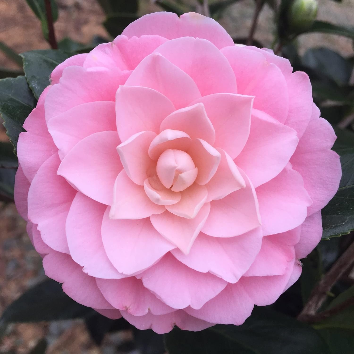 Greenlife garden camellia Pink flower live plant,Gardens Outdoors flower plant,Very Beautiful Camellia Japonica Kamiliya Flower (Queen of Winter) Live Pant Original Variety (B0CL4ZZFYT) Amazon Price History, Amazon Price Tracker