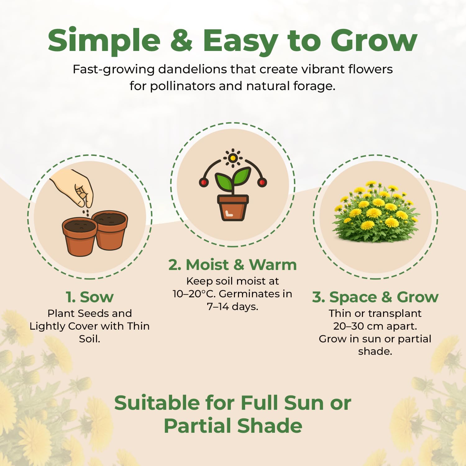 Dandelion Seeds for Planting & Pet Forage – Tortoise, Rabbit & Guinea Pig Food – Easy Grow Edible Herb Garden Seeds – Taraxacum Officinale (20g) — view 4