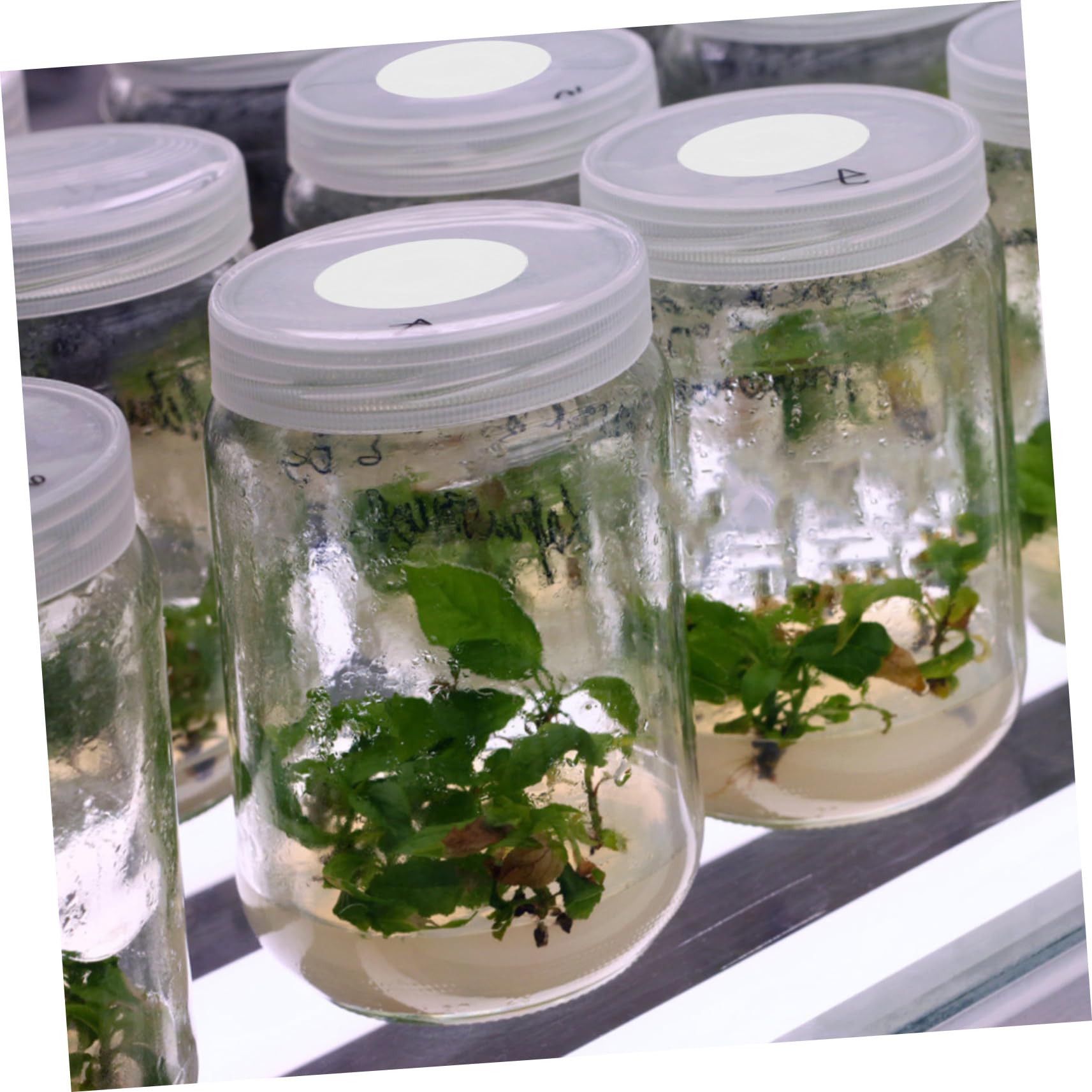 2blätter Mushroom Bottle Isolation Pad Atmungsaktive Membran Für Pilzkulturen Eptfe Material Dual-Design Für Und Schutz
