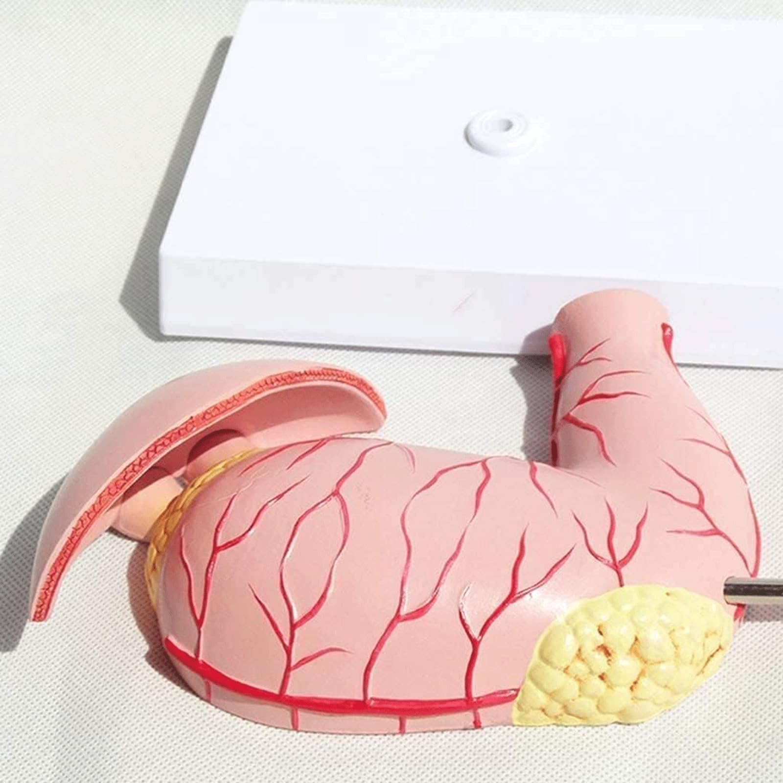 Menschliches Organmodell Menschliches Organmodell Medizinisches Gerät Für Anatomie Unterrichtsausrüstung Für Das Verdauungsgerät Für Das Schulstudium