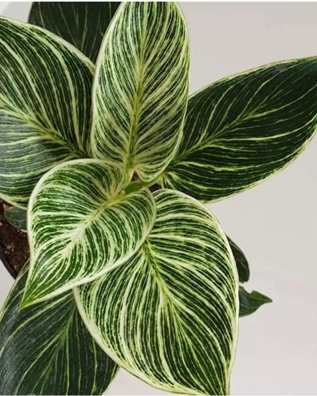 Philodendron Birkin-White Wave Air Purifier Plant (Pack of 1) | Healthy Matured Rare Live Indoor Plant | for Home,Office,Garden-image-13