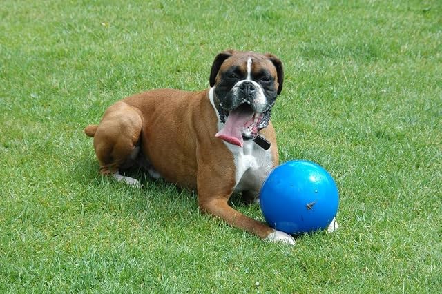 Foto 2 de 7 de Boomer Ball Pelota para Perros Tamaño 110 mm - Rojo/Azul