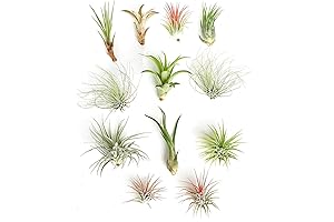 Assorted Collection of Tropical Tillandsia | Air Plant Kit