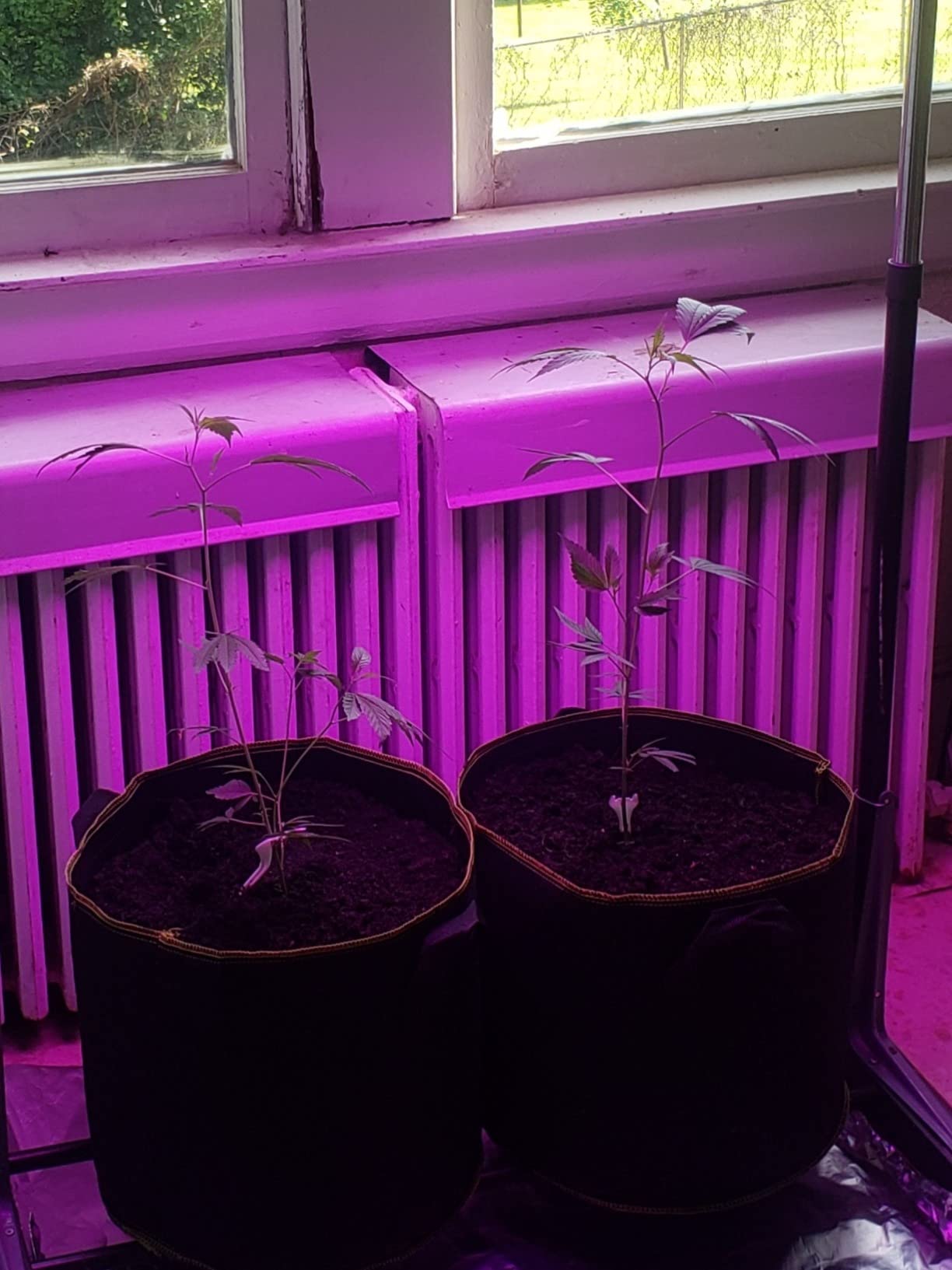 11/mo Finance LED Grow Light, Plant Grow Lights for Indoor Plants