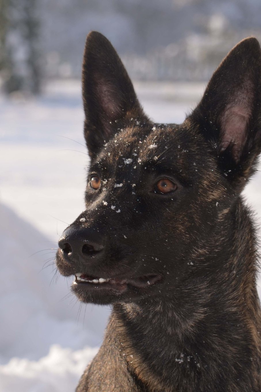 The Dutch Shepherd Dog Journal: 150 page lined notebook/diary