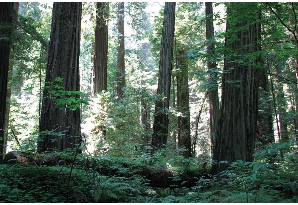 Art Print Wall Stickers, Posters The Redwoods 24x32 inches