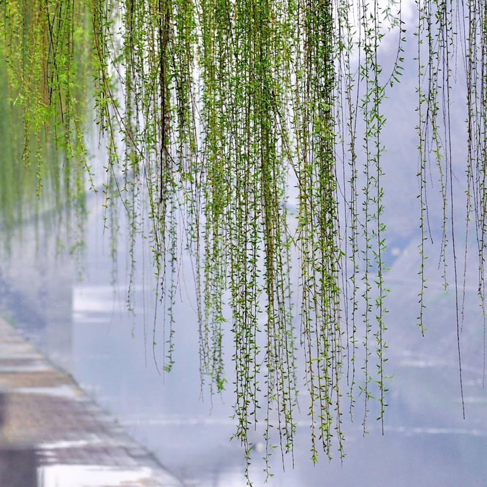 salice piangente - Salix babylonica semi di bonsi di bonsi giardino  balcone letto elevato per balcone reali serrai foglie perenne 20pz :  Amazon.it: Giardino e giardinaggio
