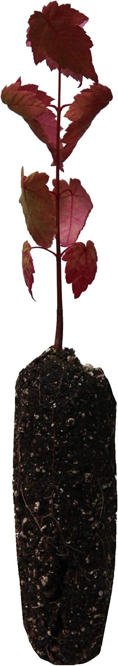 Red Maple | Medium Tree Seedling | The Jonsteen Company