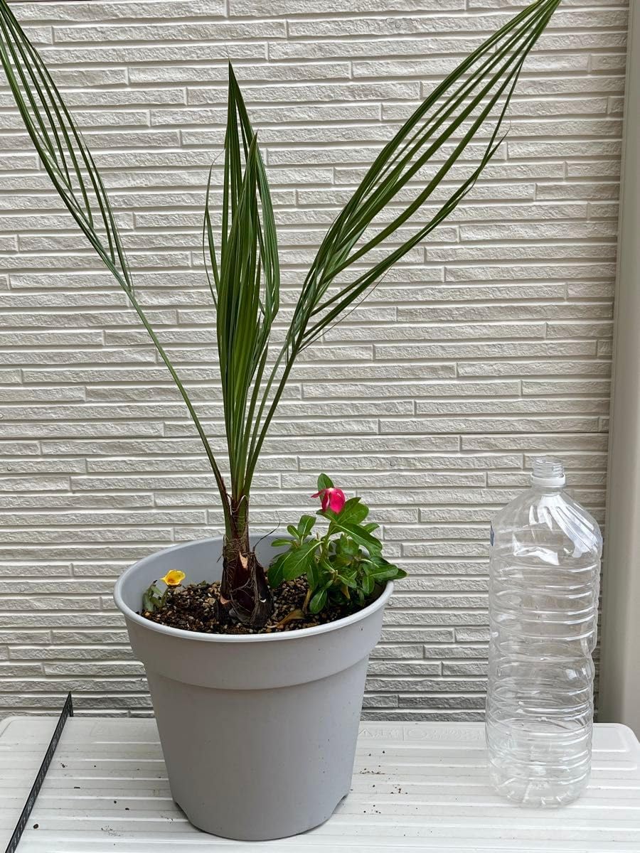 送料込み ココスヤシ 形状良 幹太 鉢植え 庭木 シンボルツリー 23