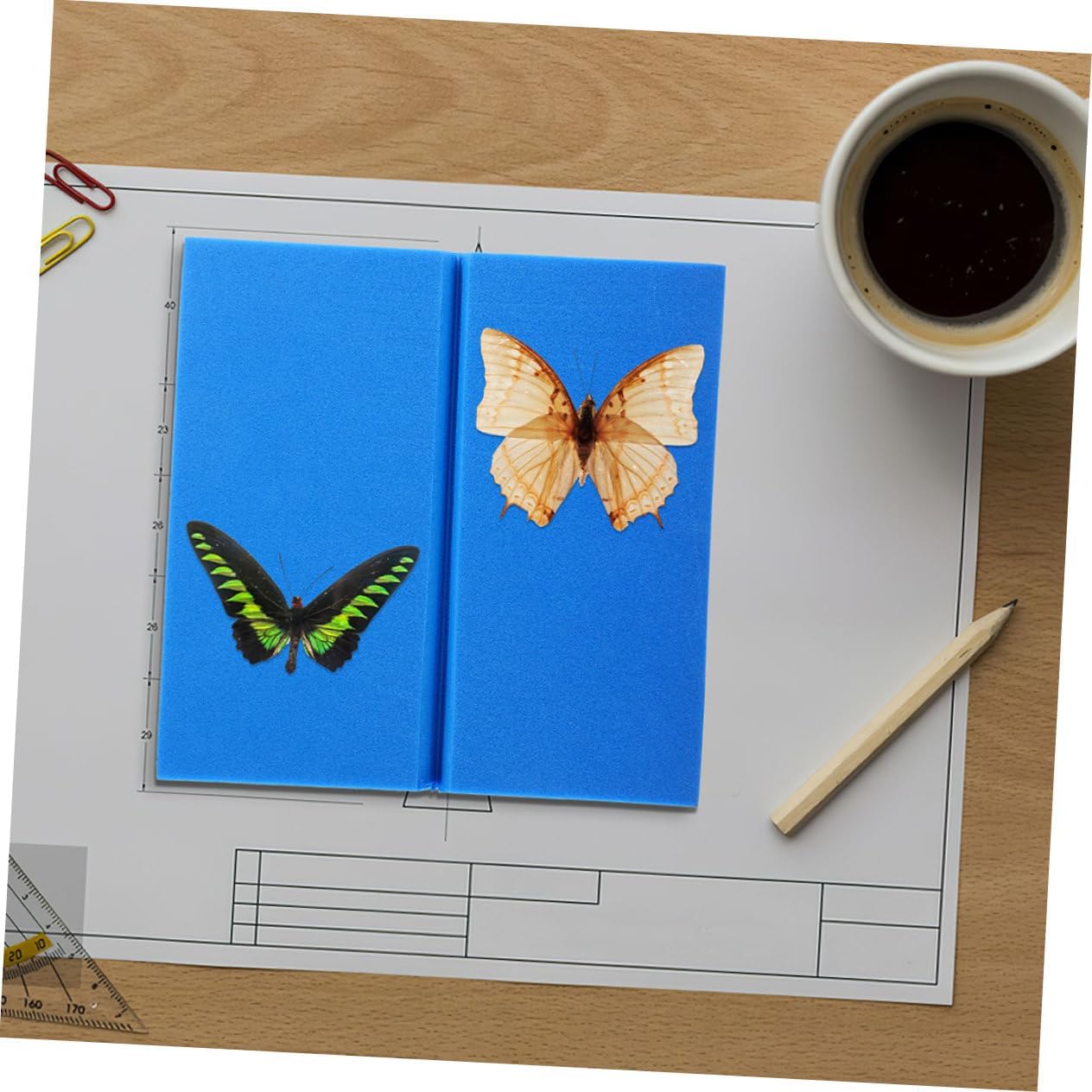 昆虫標本40匹セット ※A品B品 【公式通販】