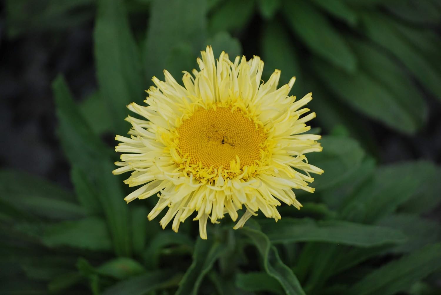 Perennial Farm Marketplace Leucanthemum x 'Real Charmer' (Shasta Daisy) Perennial, Size-#1 Container, Creamy White and Lemon Yellow Blooms