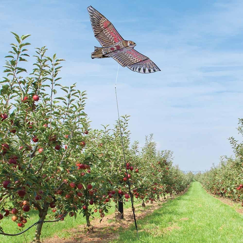 Effaroucheur d'oiseaux cerf Volant Faucon