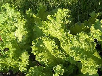 1oz Mustard Greens Vegetable Seed Southern Giant Curled Brassica juncea - APX 12,000 Seeds - Non-GMO - Always Fresh Seeds! - Planting Seeds for Home Vegetable Garden