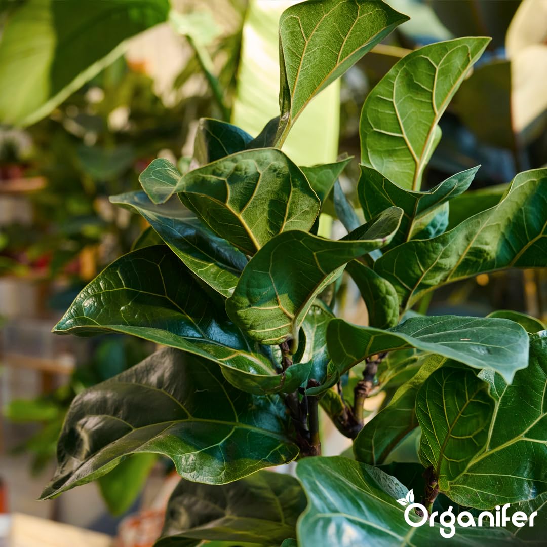 Fertilizante Líquido - 3x1L - Para Ficus - NPK 2-1-8 | Plantas Sanas Y Hojas Vigorosas - Organifer