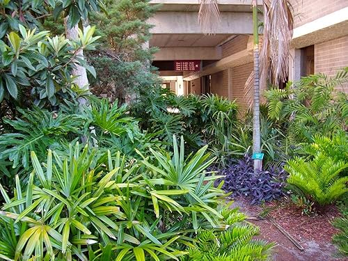 Miniatura 4 de Lady Palm - Planta viva en una maceta de cultivo de 8 pulgadas - Rhapis Excelsa - Hermosa planta de interior de aire limpio para interiores y