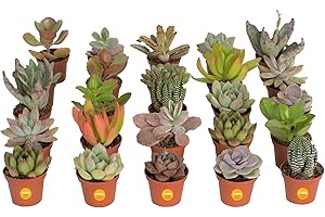 Costa Farms Succulent 25-Pack: Perfect for Valentine's Day and Bridal Showers