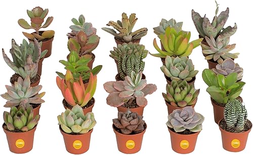 Miniatura 5 de Altman Plants, Live Succulents Plants Live Houseplants, Succulents Live Plants Live House Plants Indoors Live &amp; Costa Farms Mini Succulents