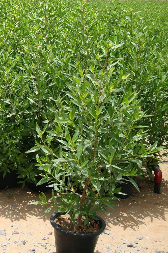 PLANTOGALLERY Plant Seeds | Evergreen Conocarpus Tree, Buttonwood (Damas) Plant Seeds For Home Garden - 50 TO 100 Seeds (B09B2M9ZJ5) Amazon Price History, Amazon Price Tracker