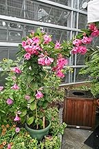 Live Mandevilla Flower Plant for Pots, Hanging Baskets, and Outdoor Garden Use with Seasonal Flowers, Pack of 1