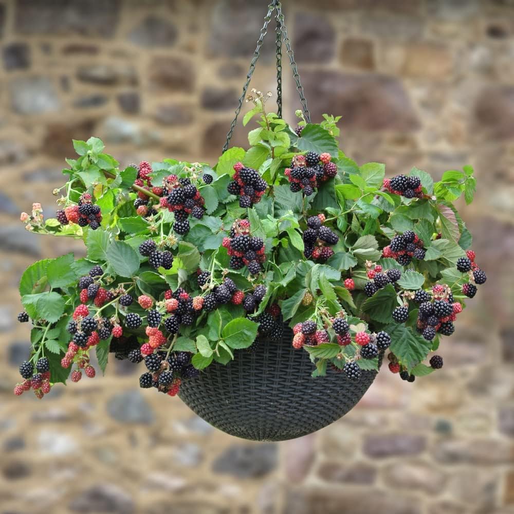 See full amazon price history chart for BeGrin Blackberries Blackberry Fruit Live Plant Rubus subg. Rubus Rubus fruticosus Live Plant BeGrin Blackberries Blackberry Fruit Live Plant Rubus subg. Rubus Rubus fruticosus Live Plant (B0D3LZHKF9) Amazon Price History, Amazon Price Tracker