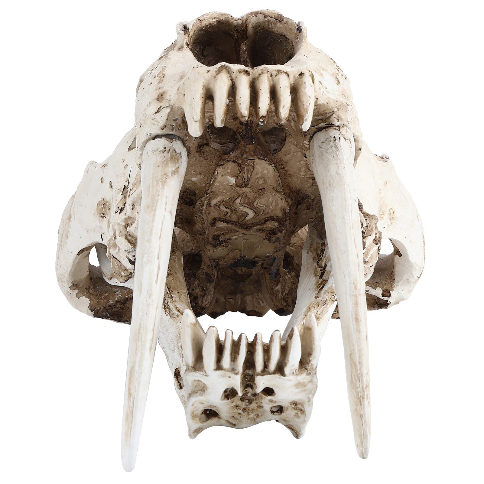 Amazon.co.jp: シミュレーション動物の頭蓋骨モデル樹脂虎の頭蓋骨