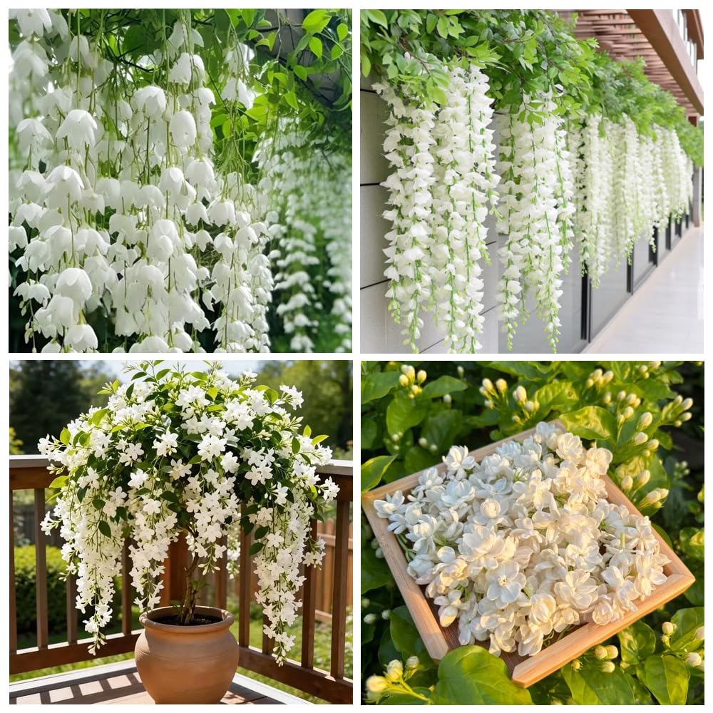 Amazon.com : 100+ Climbing Jasmine Flower Seeds for Planting-Non