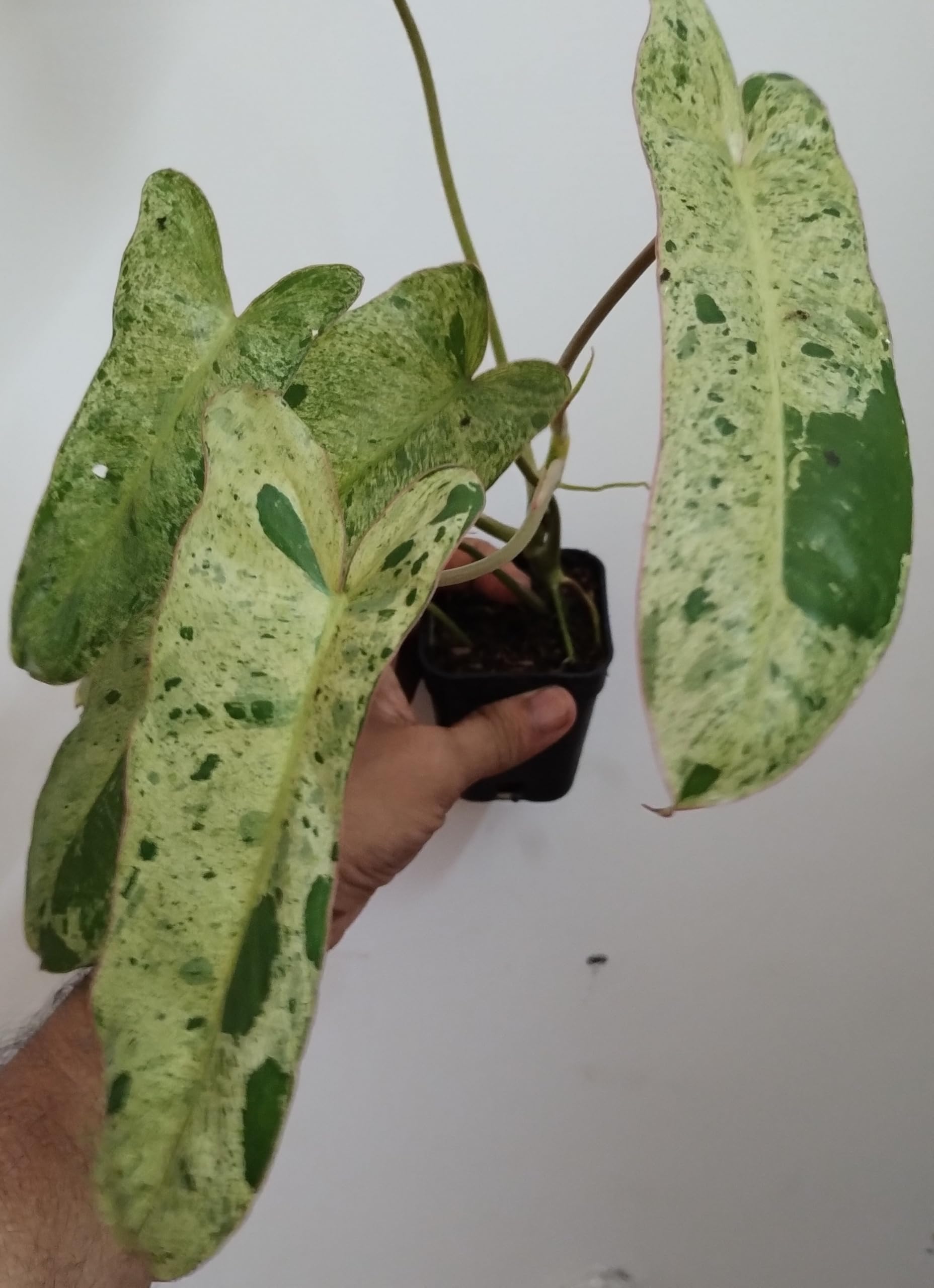 Philodendron Paraiso Verde Plant, Green Spotted Leaves