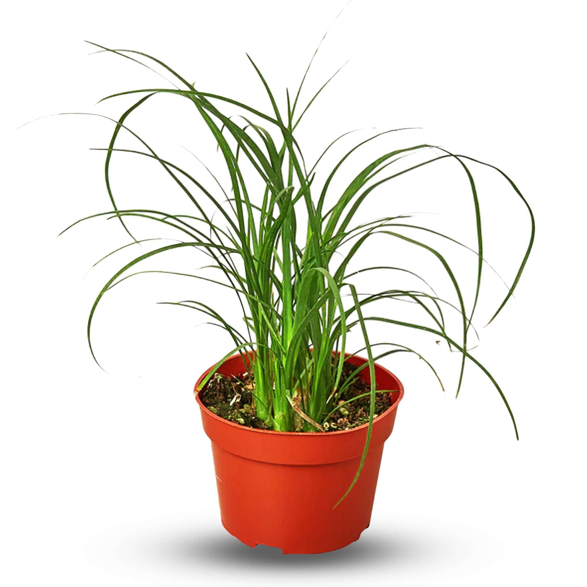 Thirsty Leaves Ponytail Palm