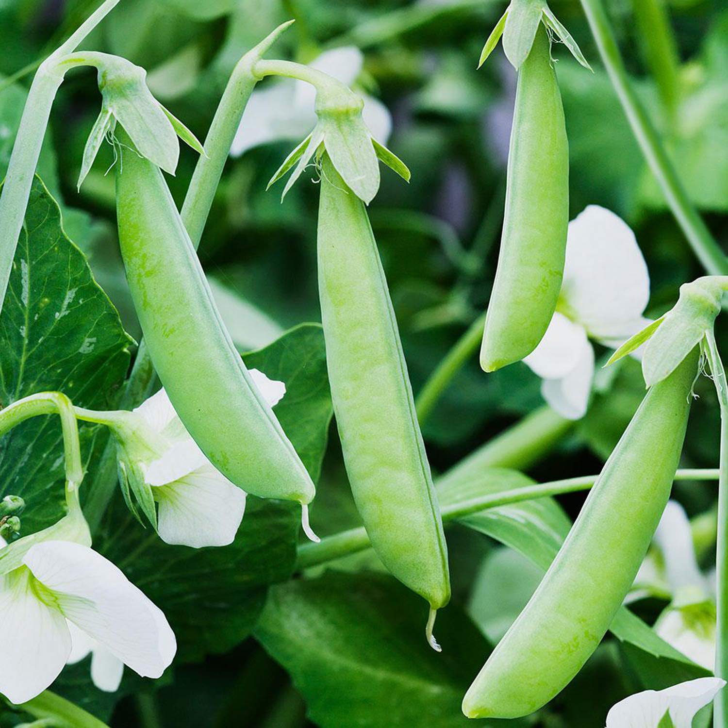 UtopiaSeeds Sugar Ann Snap Pea Heirloom Seads - Approximately 60 Seeds