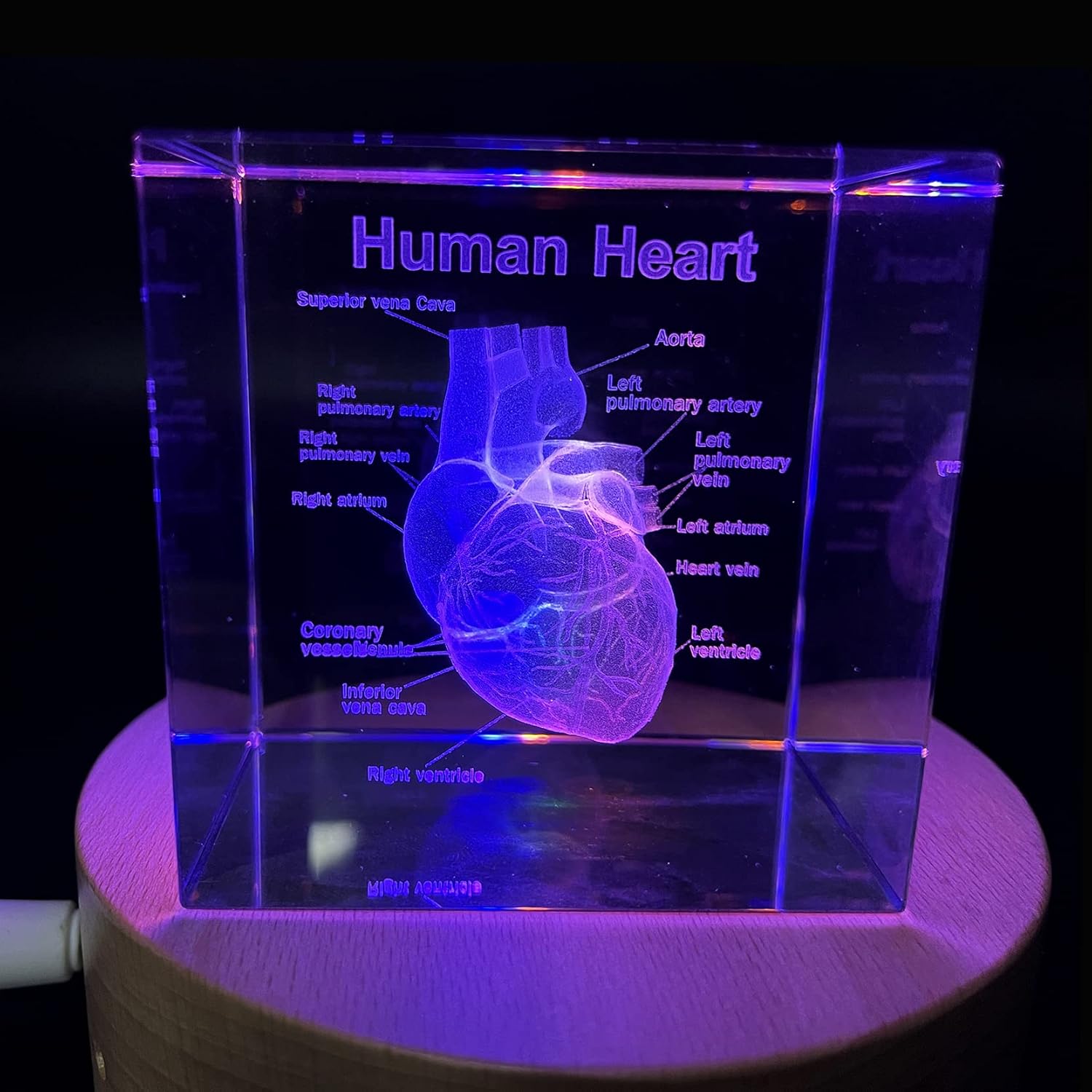 XINDAM 3D Human Heart with Labels Anatomical Model Statue Paperweight(Laser Etched) in Crystal Glass Cube Science Gift (No Included LED Base)(2.3x2.3x2.3 inch)