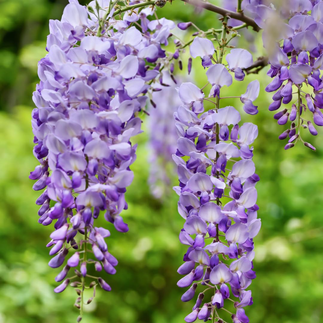 See full amazon price history chart for M-Tech Gardens Wisteria Flower Tree Seeds (Purple, Hybrid) Exotic 10 Ornamental Tree Seeds for Growing M-Tech Gardens Wisteria Flower Tree Seeds (Purple, Hybrid) Exotic 10 Ornamental Tree Seeds for Growing (B09XJ7LNK1) Amazon Price History, Amazon Price Tracker