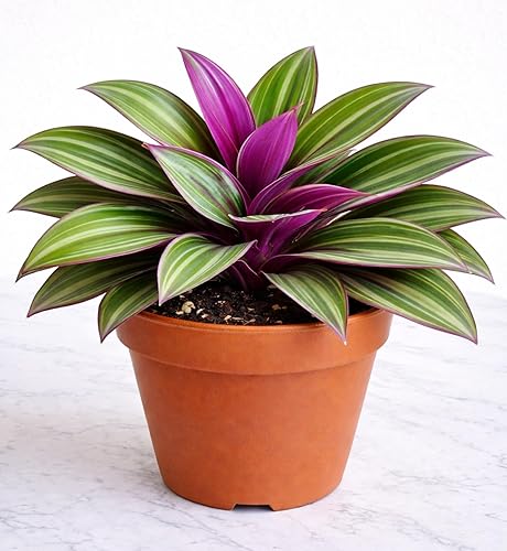 Miniatura 7 de Planta de ostras - Tradescantia Spathacea - Planta de Moisés en la cuna - Follaje morado y verde - Planta de interior de fácil cuidado - Maceta de